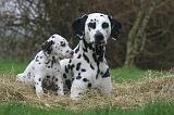 DALMATIEN 517